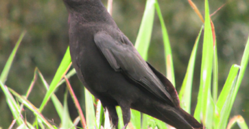 Os Corvos da Família Real Britânica: Mitos, Curiosidades e Significados